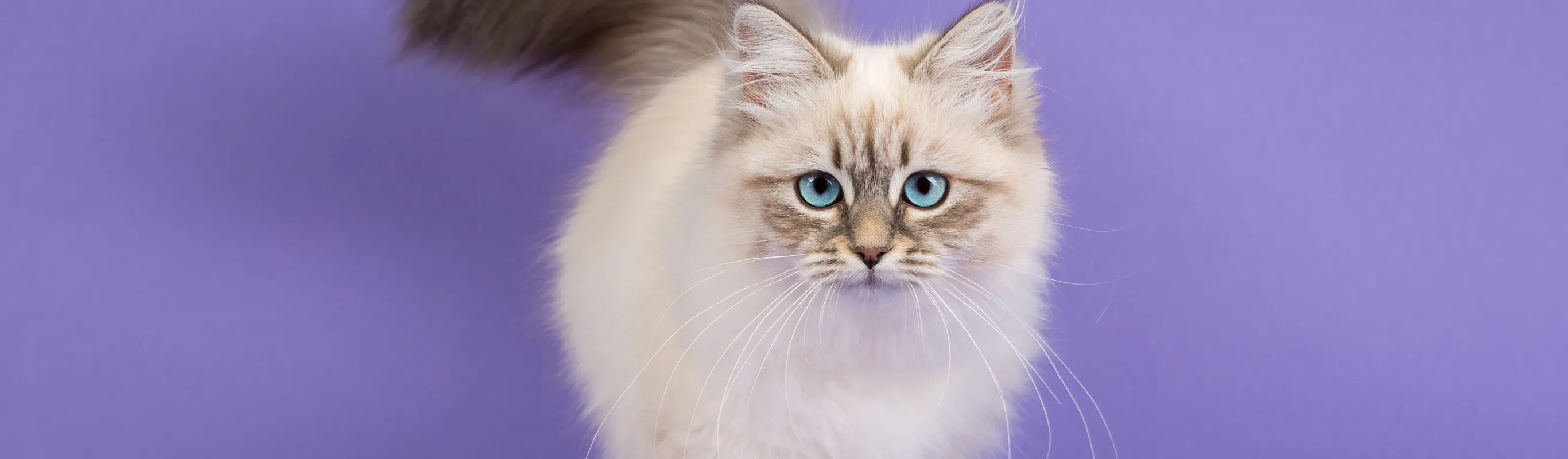 Grey Cat is cat walking with a light purple background Grey Cat is cat walking with a light purple background
