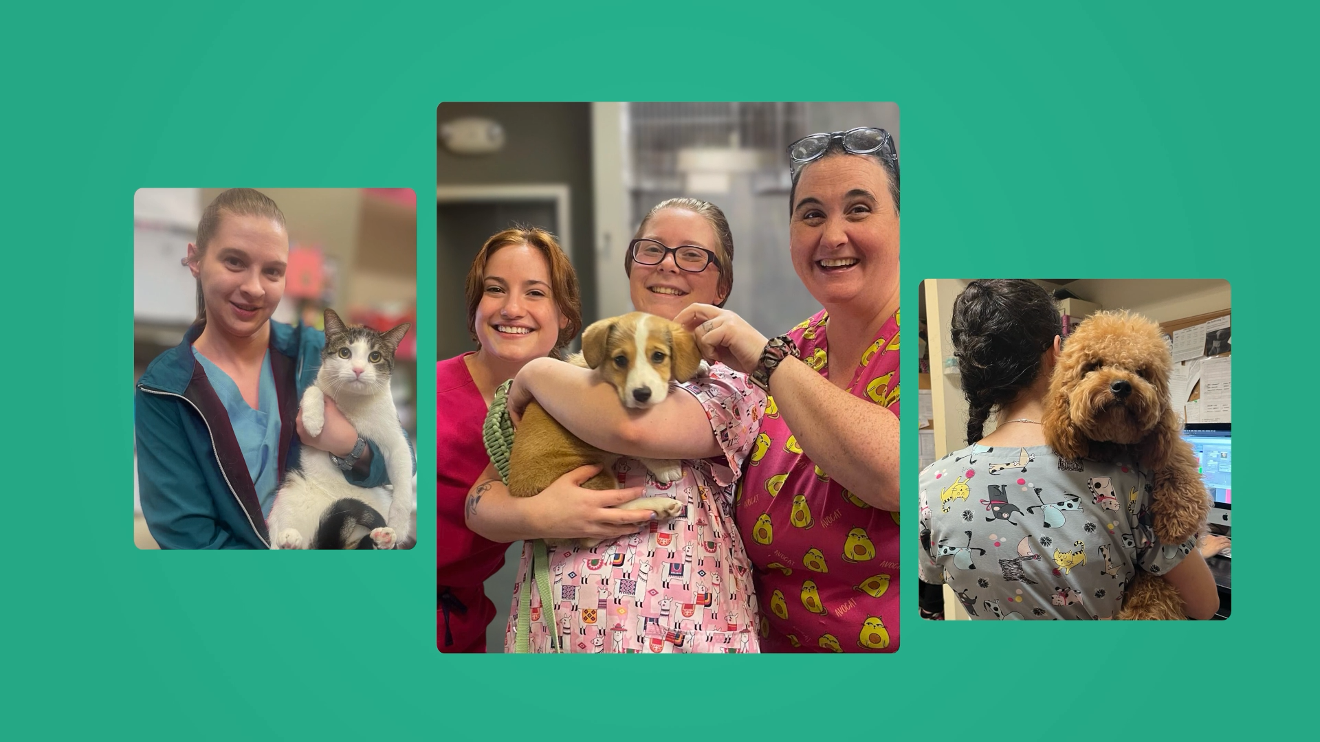 Several images of pets and veterinarian care teams posing together