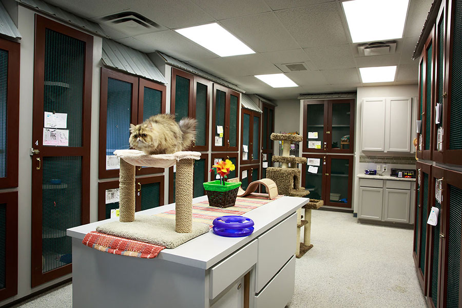 Cat Boarding at Happy Tails Pet Resort