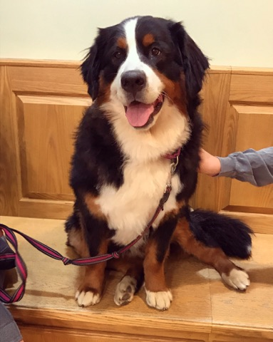 Big black dog smiling