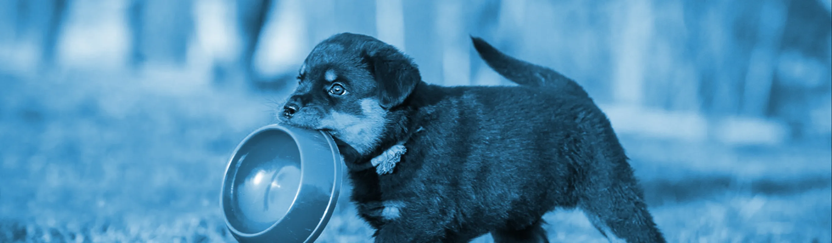 A small brown dog outside in the grass carrying a food bowl in its mouth A small brown dog outside in the grass carrying a food bowl in its mouth