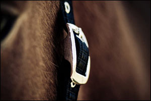 horse halter close up