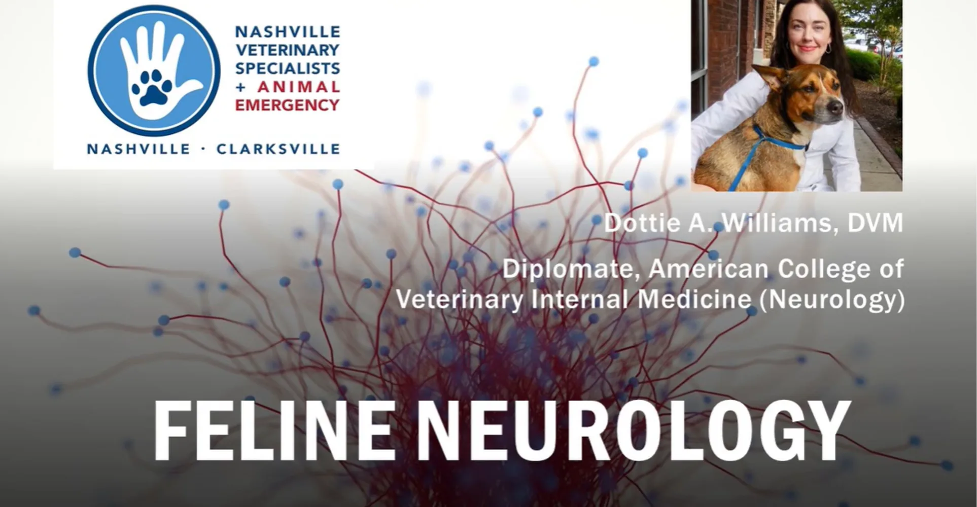 Feline Neurology YouTube screenshot