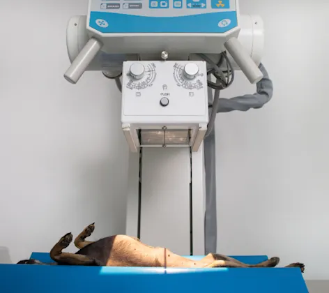 Dog Getting an X-Ray Dog Getting an X-Ray