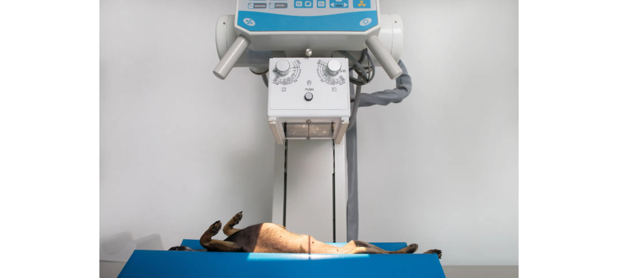 Dog Getting an X-Ray Dog Getting an X-Ray