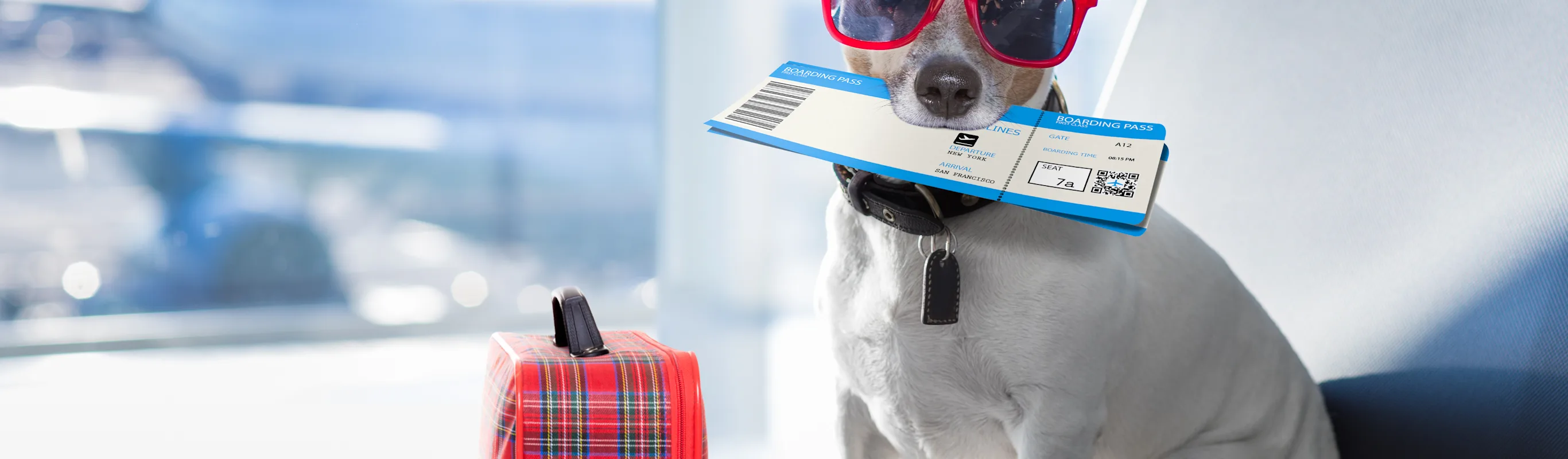 a white dog holding a plane ticket getting ready to aboard a flight a white dog holding a plane ticket getting ready to aboard a flight