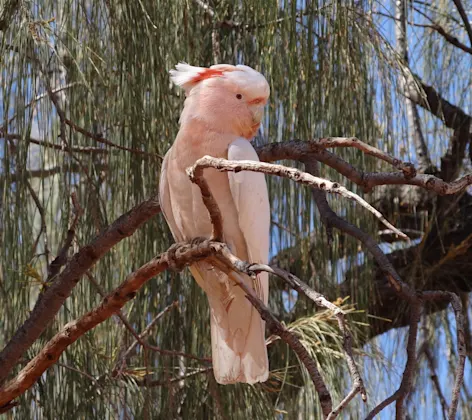 Parrot sitting in a tree