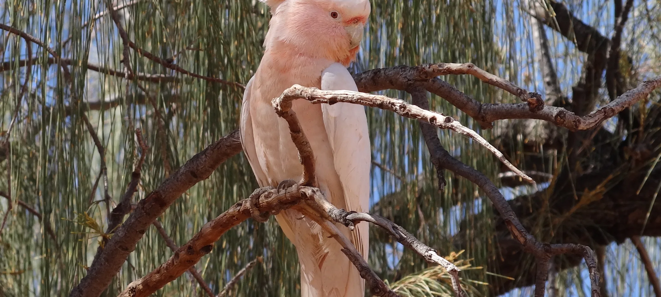 Parrot sitting in a tree