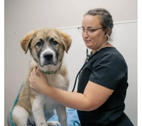 Veterinarian Listening to Dog's Heartbeat Veterinarian Listening to Dog's Heartbeat