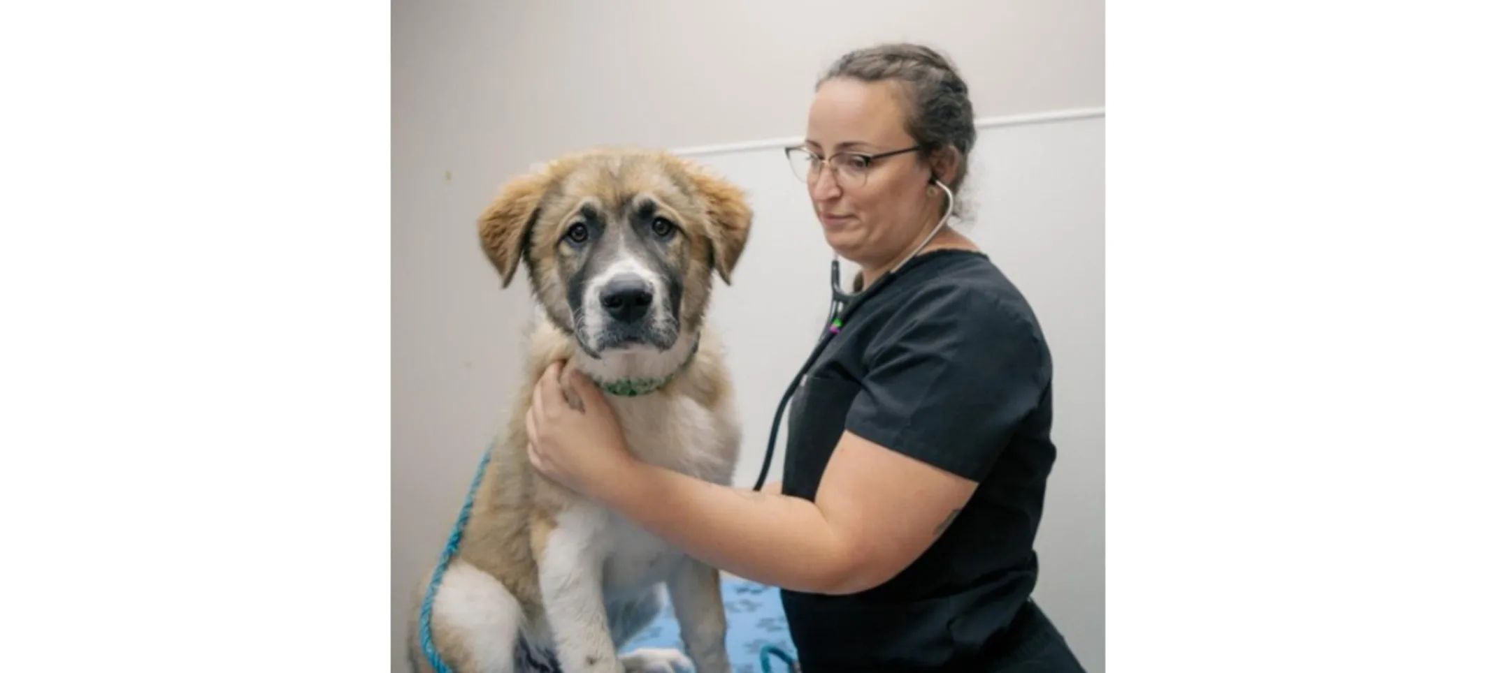 Veterinarian Listening to Dog's Heartbeat Veterinarian Listening to Dog's Heartbeat