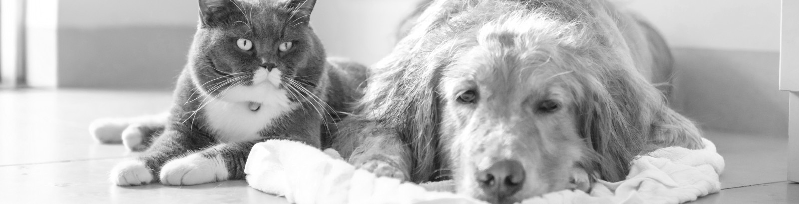 A cat and a dog laying on the floor