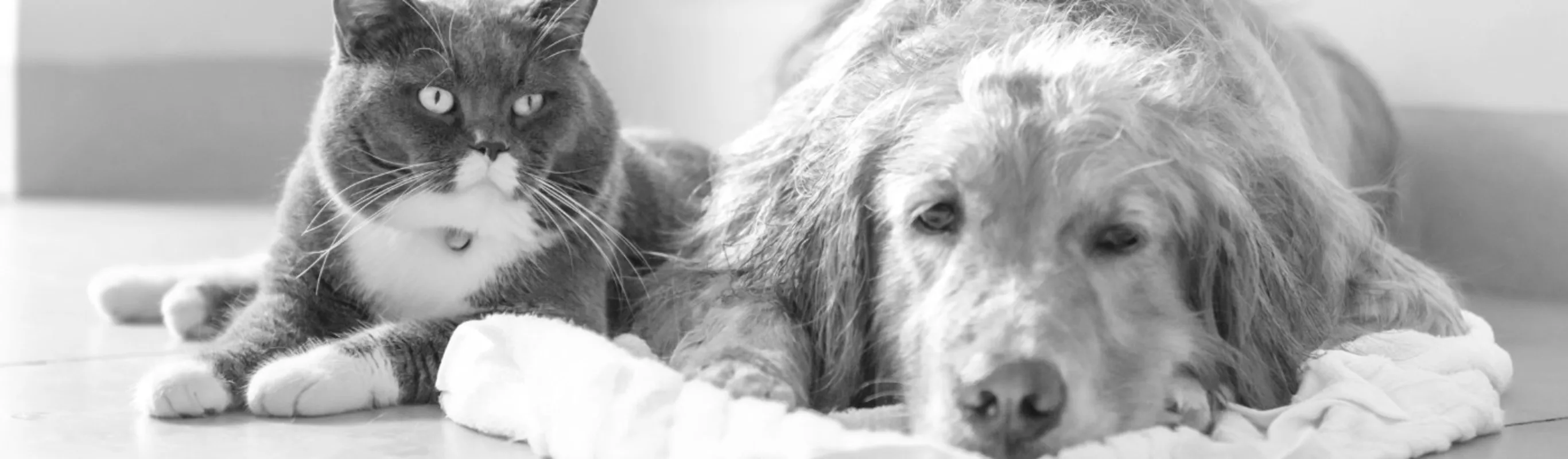 A cat and a dog laying on the floor A cat and a dog laying on the floor