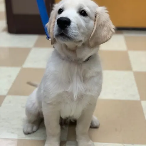 North Country Veterinary Services with White Puppy