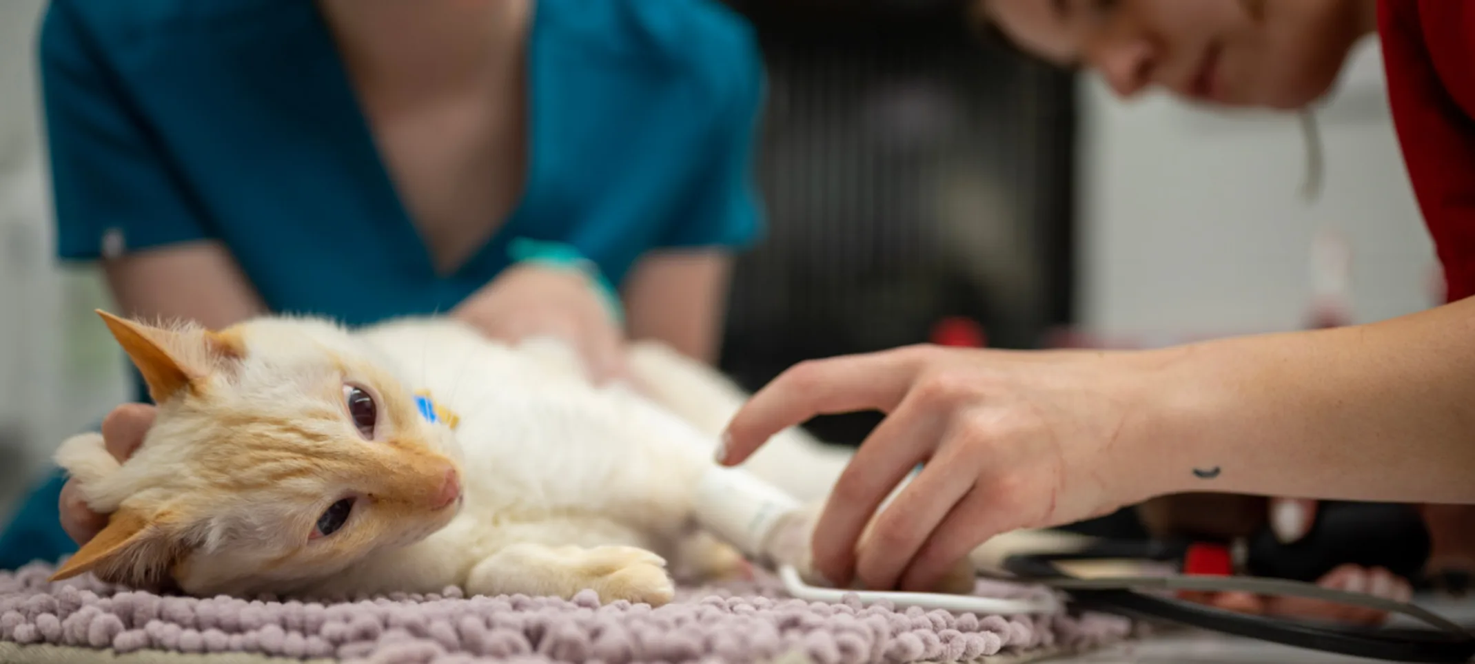 Veterinarians Inspecting a Cat's Leg