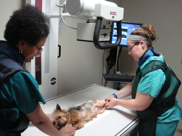  Belair Veterinary Hospital Digital Radiology