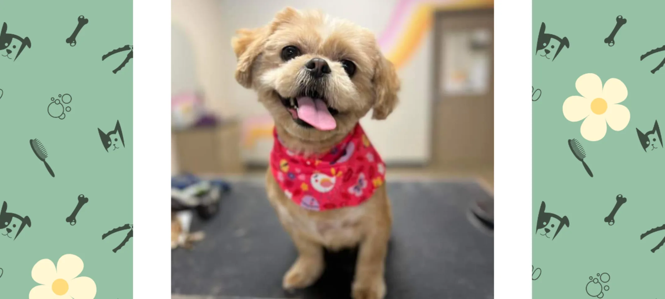 Dog Groomed at Highway 92 Animal Hospital Dog Groomed at Highway 92 Animal Hospital