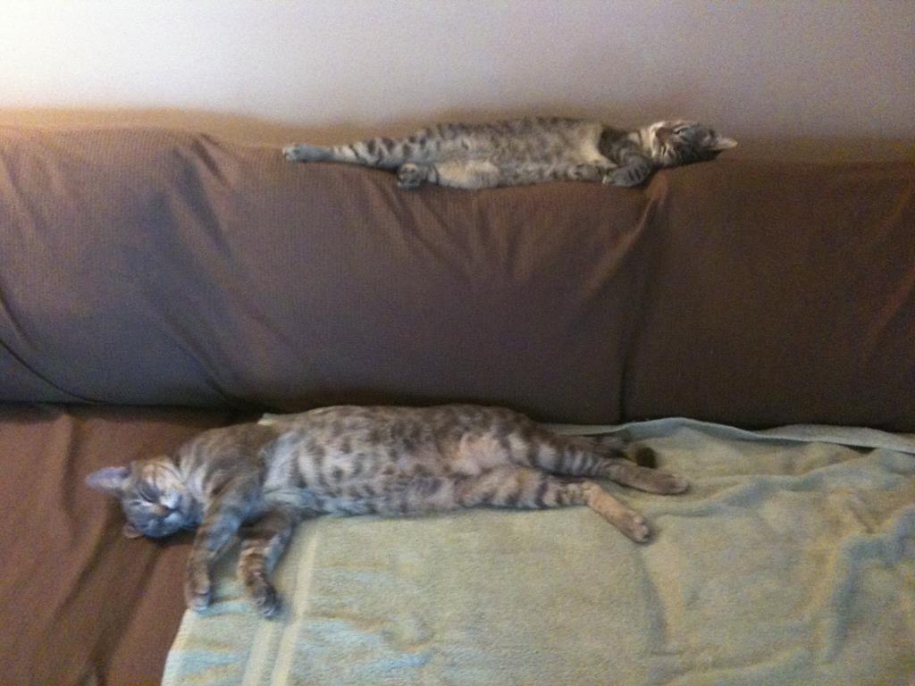 Two cats asleep on couch