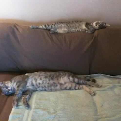 Two cats asleep on couch