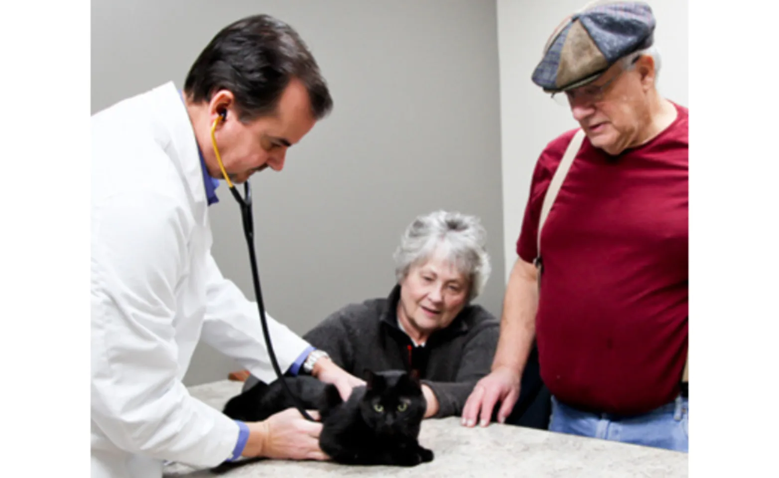 A veterinarian examining a black cat A veterinarian examining a black cat