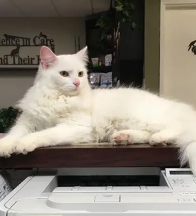 Chandler the cat Chandler the cat