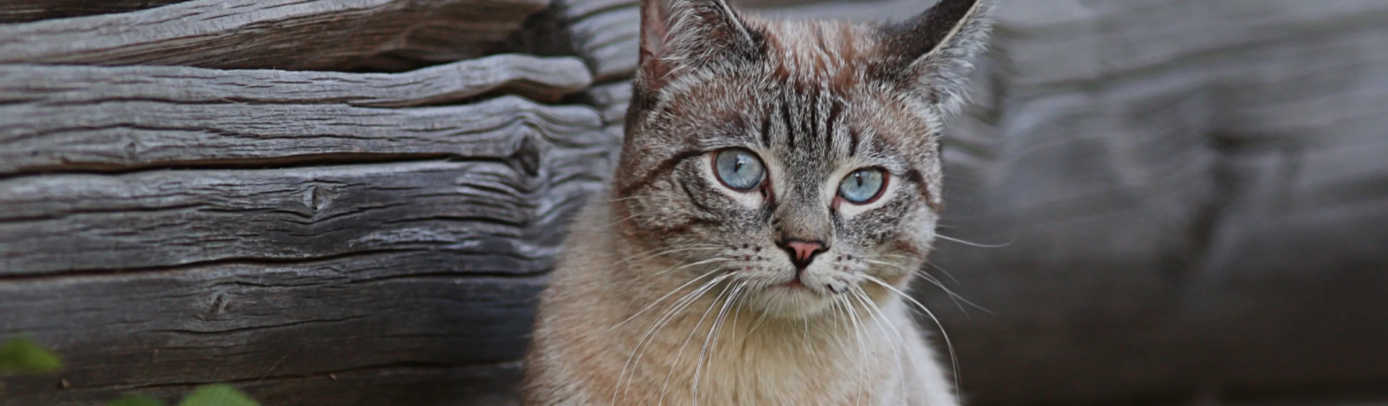 Cat sitting in front of wood