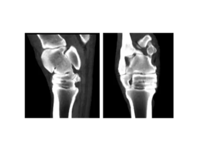 Proximal Hind Limb CT Case Study Proximal Hind Limb CT Case Study