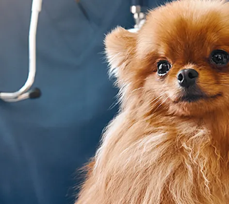 Vet holding a small dog on an exam table Vet holding a small dog on an exam table