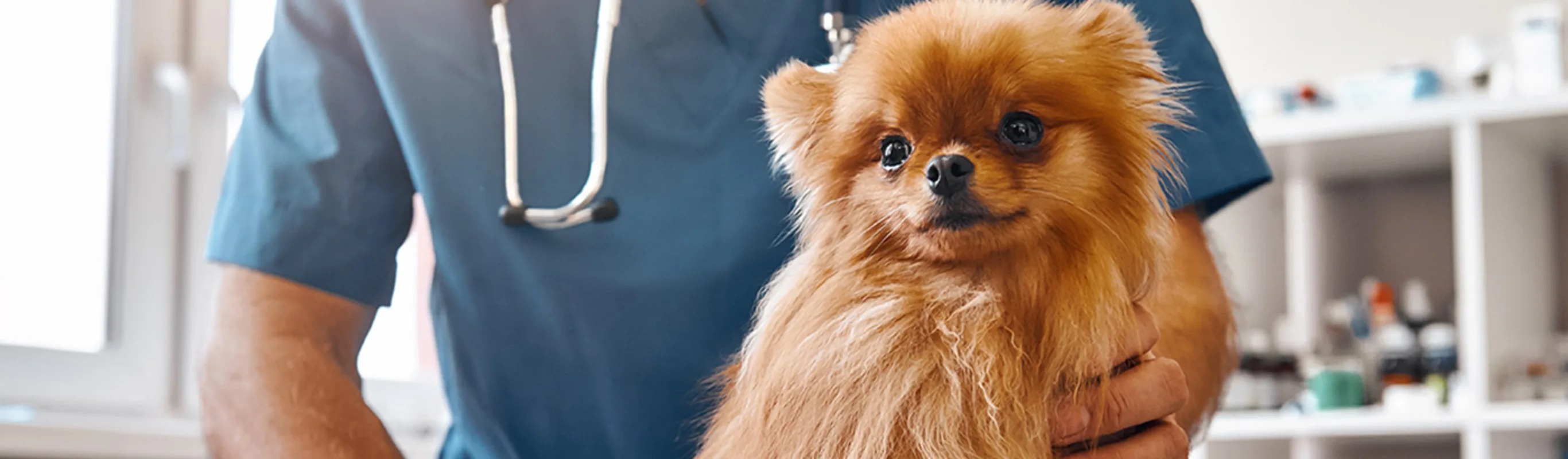 Vet holding a small dog on an exam table Vet holding a small dog on an exam table