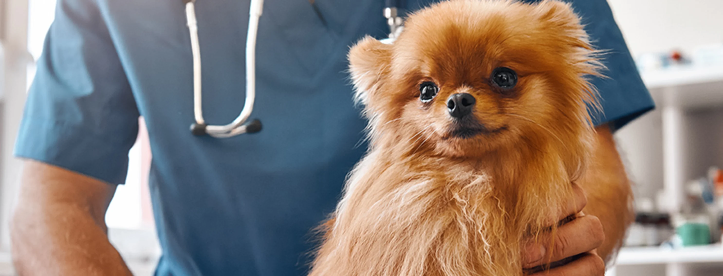 Vet holding a small dog on an exam table Vet holding a small dog on an exam table