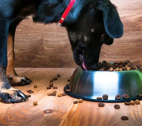 A large black dog eating from a bowl of food inside A large black dog eating from a bowl of food inside