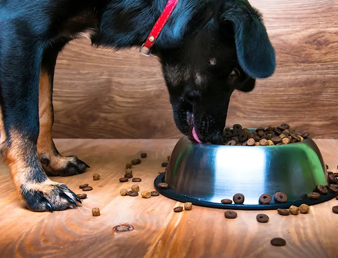 A large black dog eating from a bowl of food inside