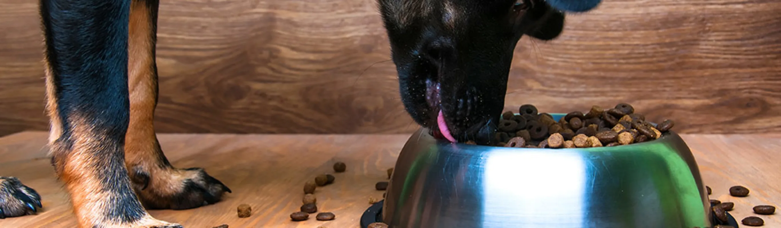 A large black dog eating from a bowl of food inside A large black dog eating from a bowl of food inside