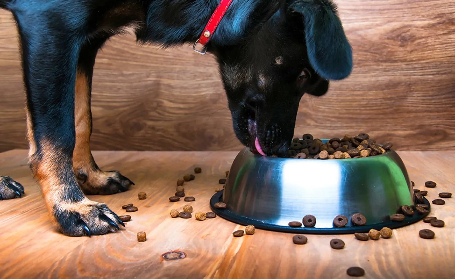 A large black dog eating from a bowl of food inside