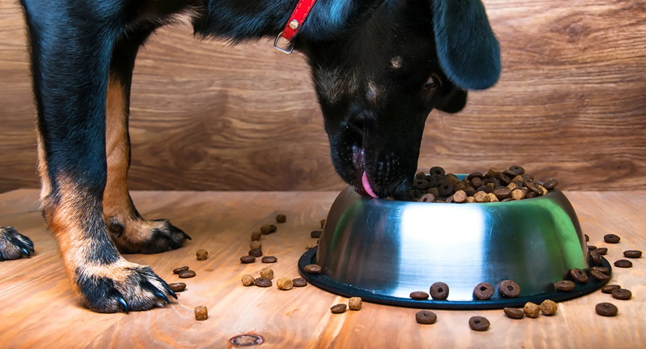 A large black dog eating from a bowl of food inside