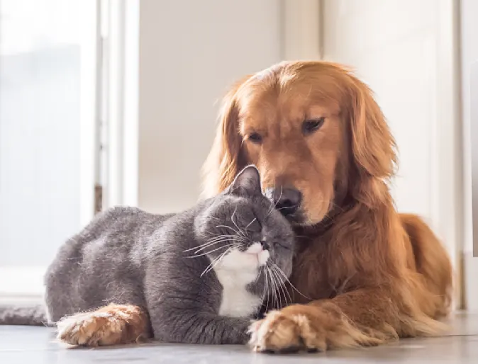 Dog and cat laying on each other in house Dog and cat laying on each other in house