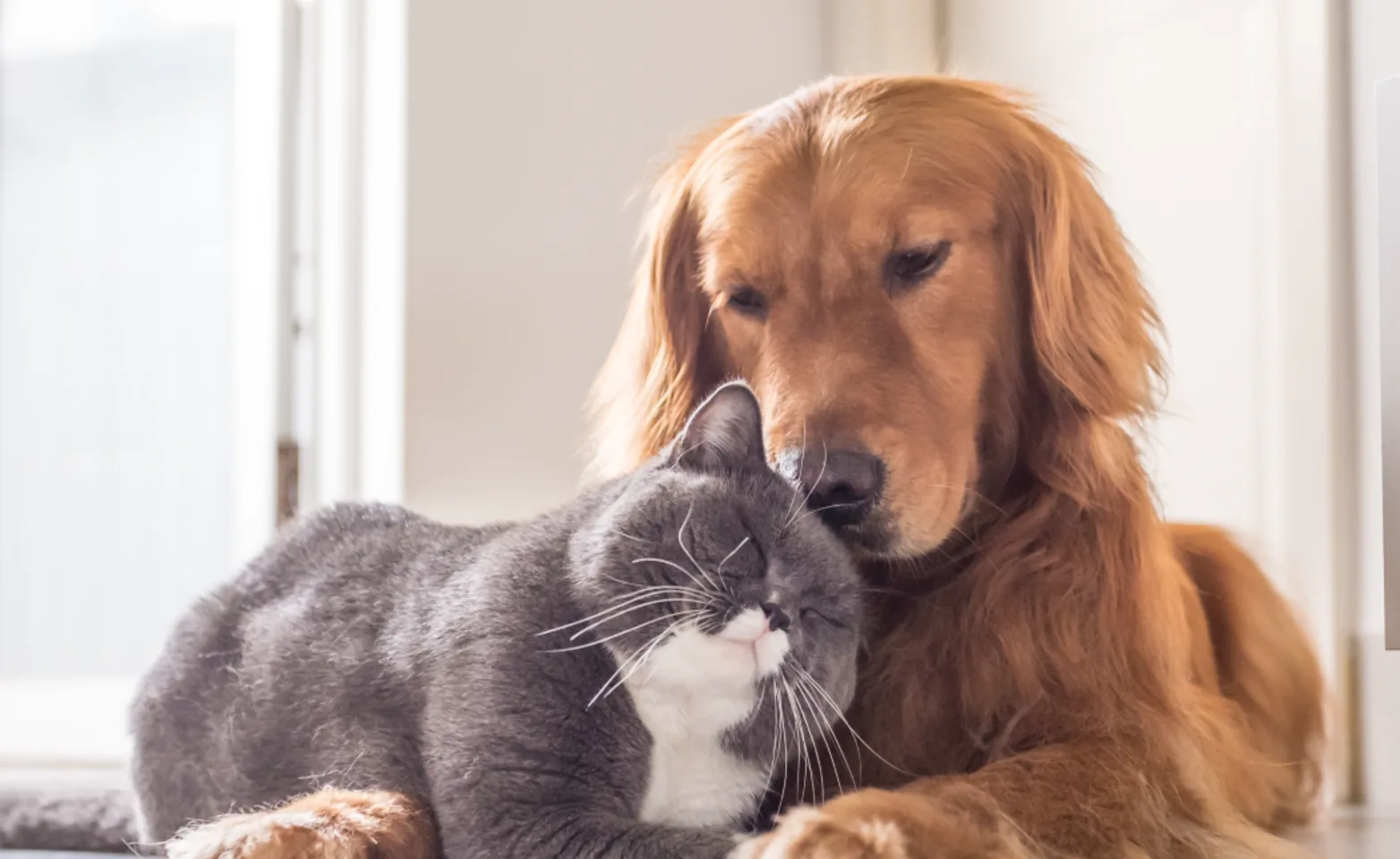 Dog and cat laying on each other in house