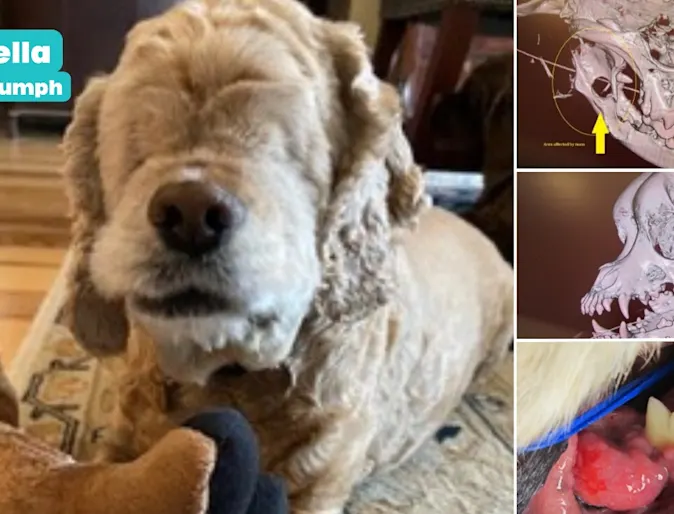 Bella, a small dog and her x-rays Bella, a small dog and her x-rays