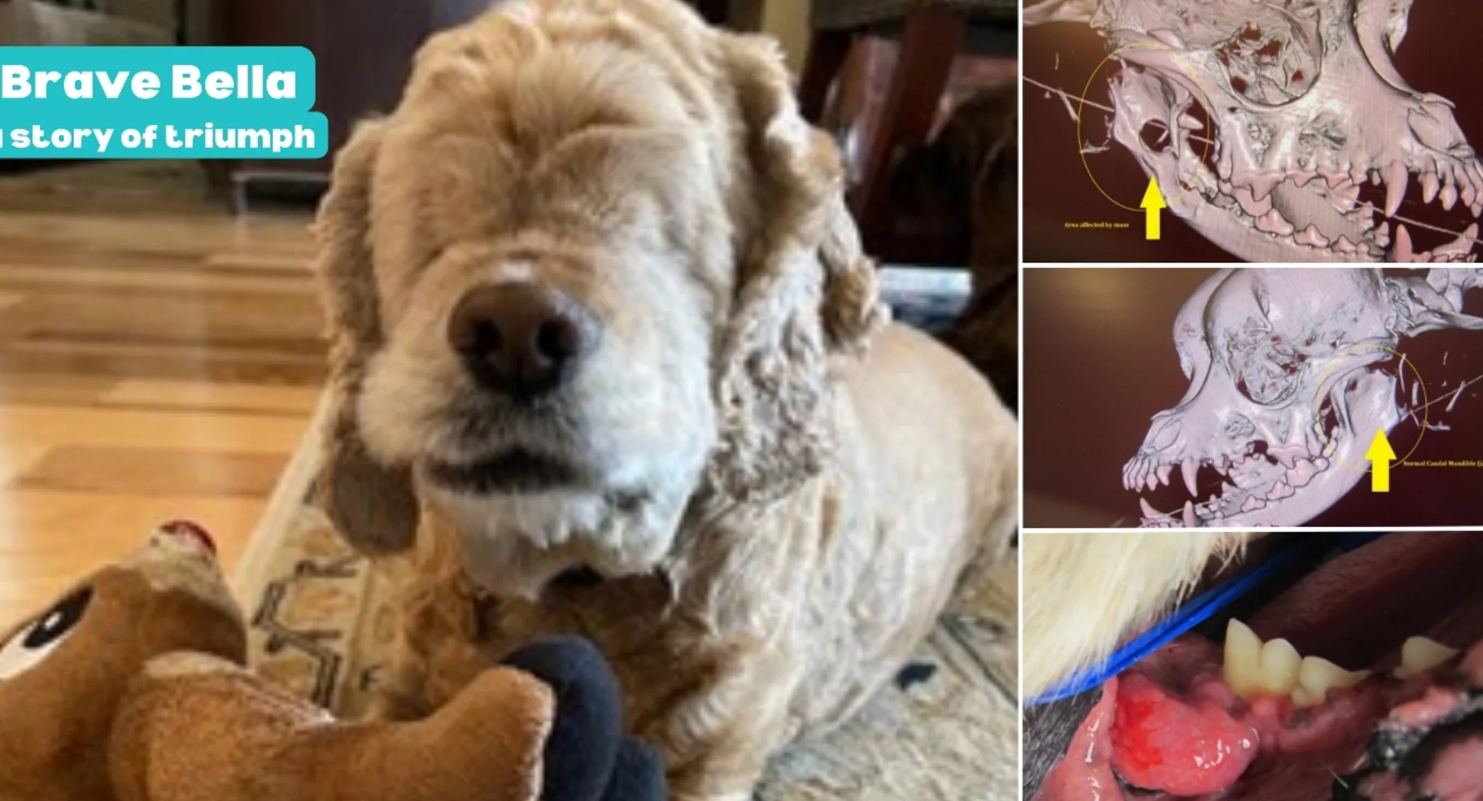 Bella, a small dog and her x-rays Bella, a small dog and her x-rays