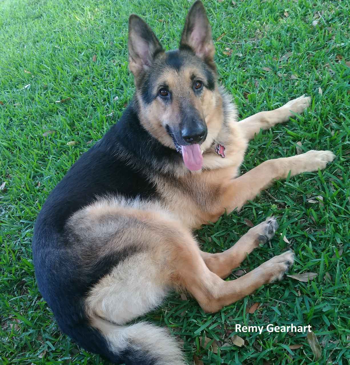 German Shepherd laying down on grass.