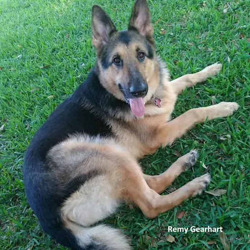 German Shepherd laying down on grass. German Shepherd laying down on grass.