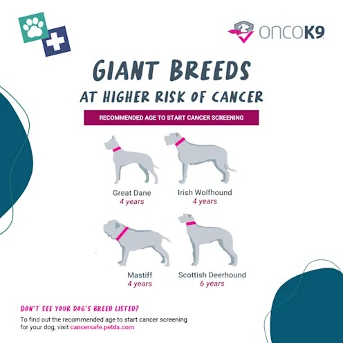 An informational graphic showing Giant Breeds at Higher Risk of Cancer and the Recommended Ages to Start Cancer Screening. Breeds include Great Dane, Irish Wolfhound, Mastiff, and the Scottish Deerhound. An informational graphic showing Giant Breeds at Higher Risk of Cancer and the Recommended Ages to Start Cancer Screening. Breeds include Great Dane, Irish Wolfhound, Mastiff, and the Scottish Deerhound.