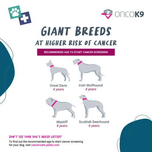 An informational graphic showing Giant Breeds at Higher Risk of Cancer  and the Recommended Ages to Start Cancer Screening. Breeds include Great Dane, Irish Wolfhound, Mastiff, and the Scottish Deerhound.