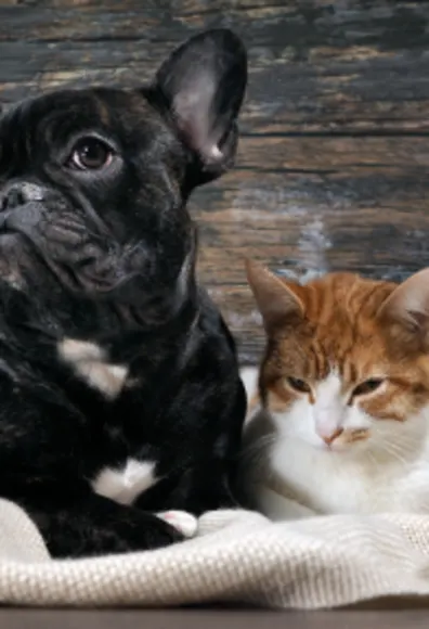 dog and cat dog and cat