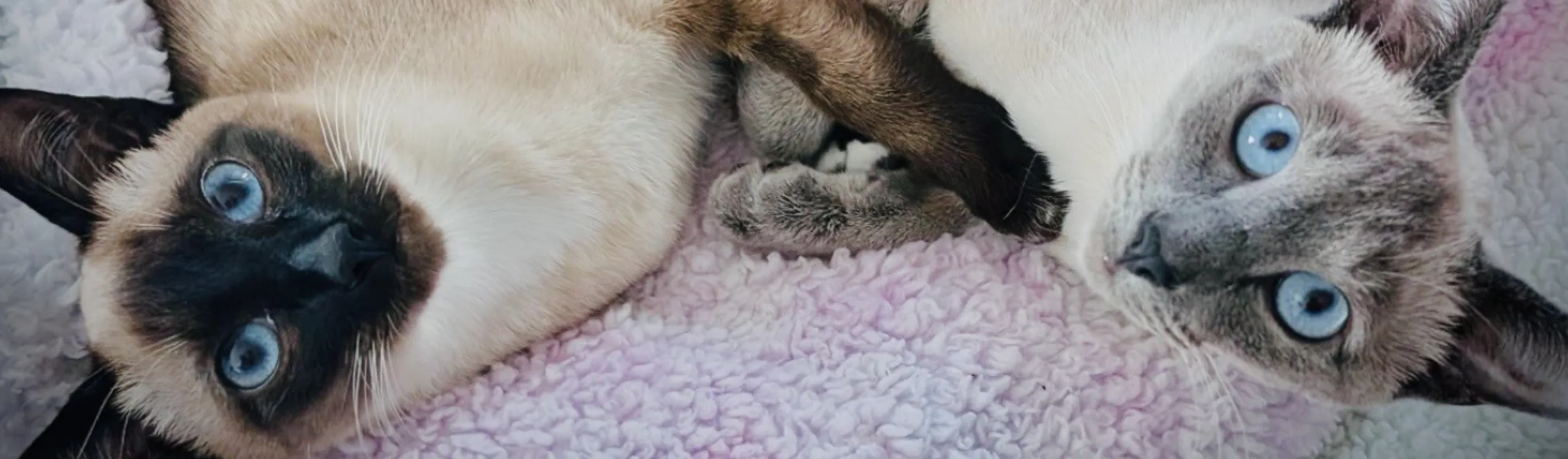 Luna & Ally (Cats) Luna & Ally (Cats)