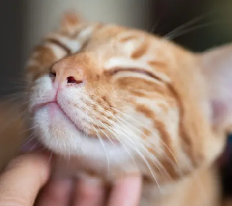 Close Up of Orange Cat Getting Scratched Close Up of Orange Cat Getting Scratched