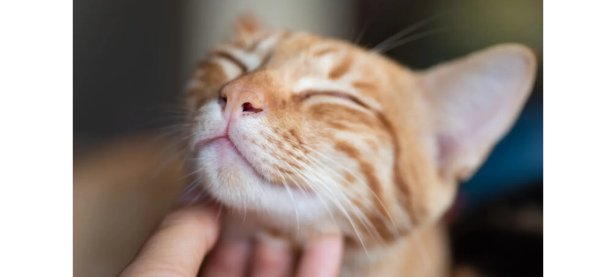 Close Up of Orange Cat Getting Scratched Close Up of Orange Cat Getting Scratched