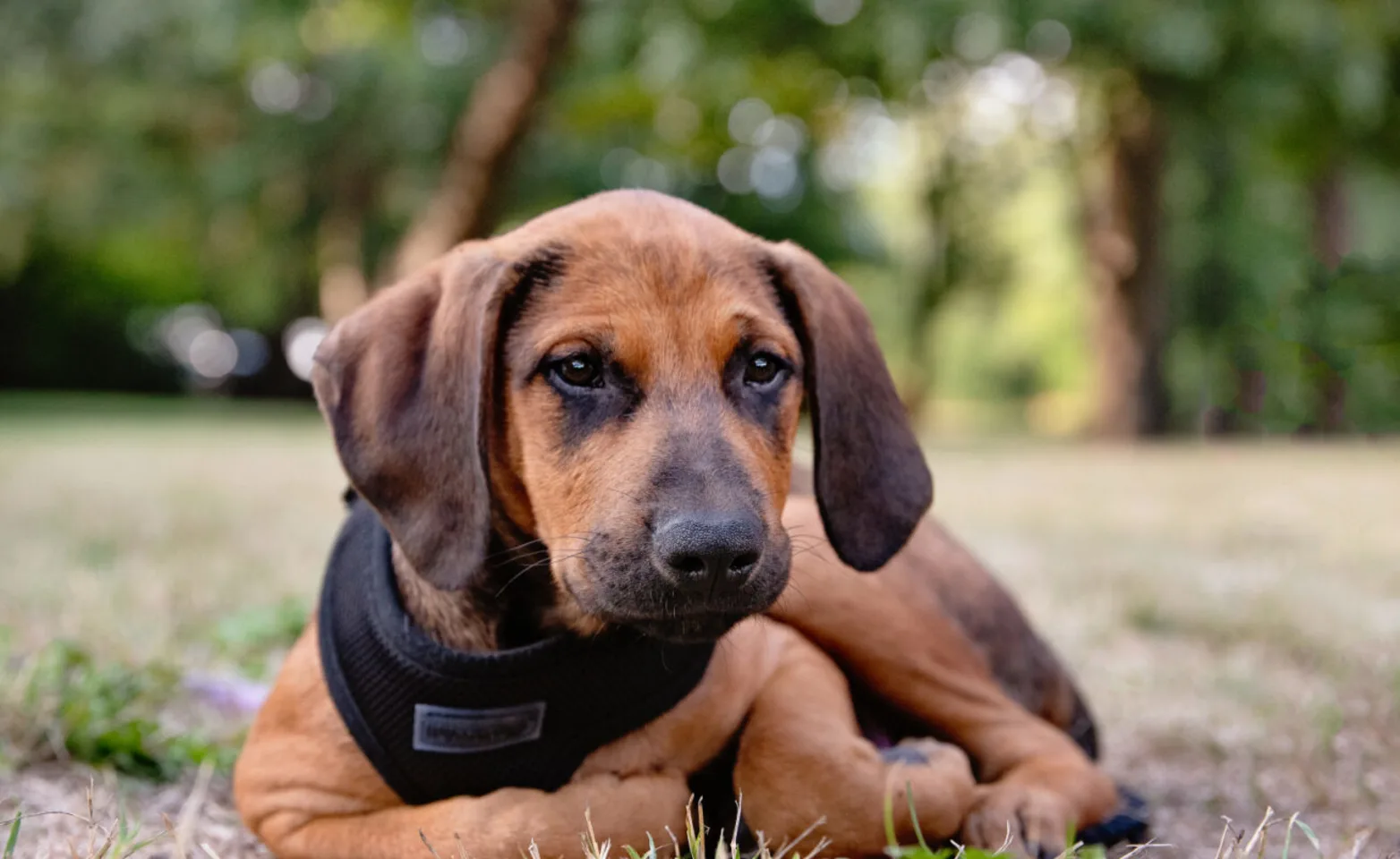 A brown dog sitting in grass A brown dog sitting in grass