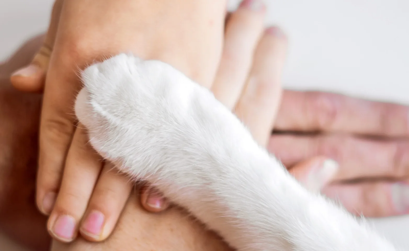 White paw laying on pile of hands