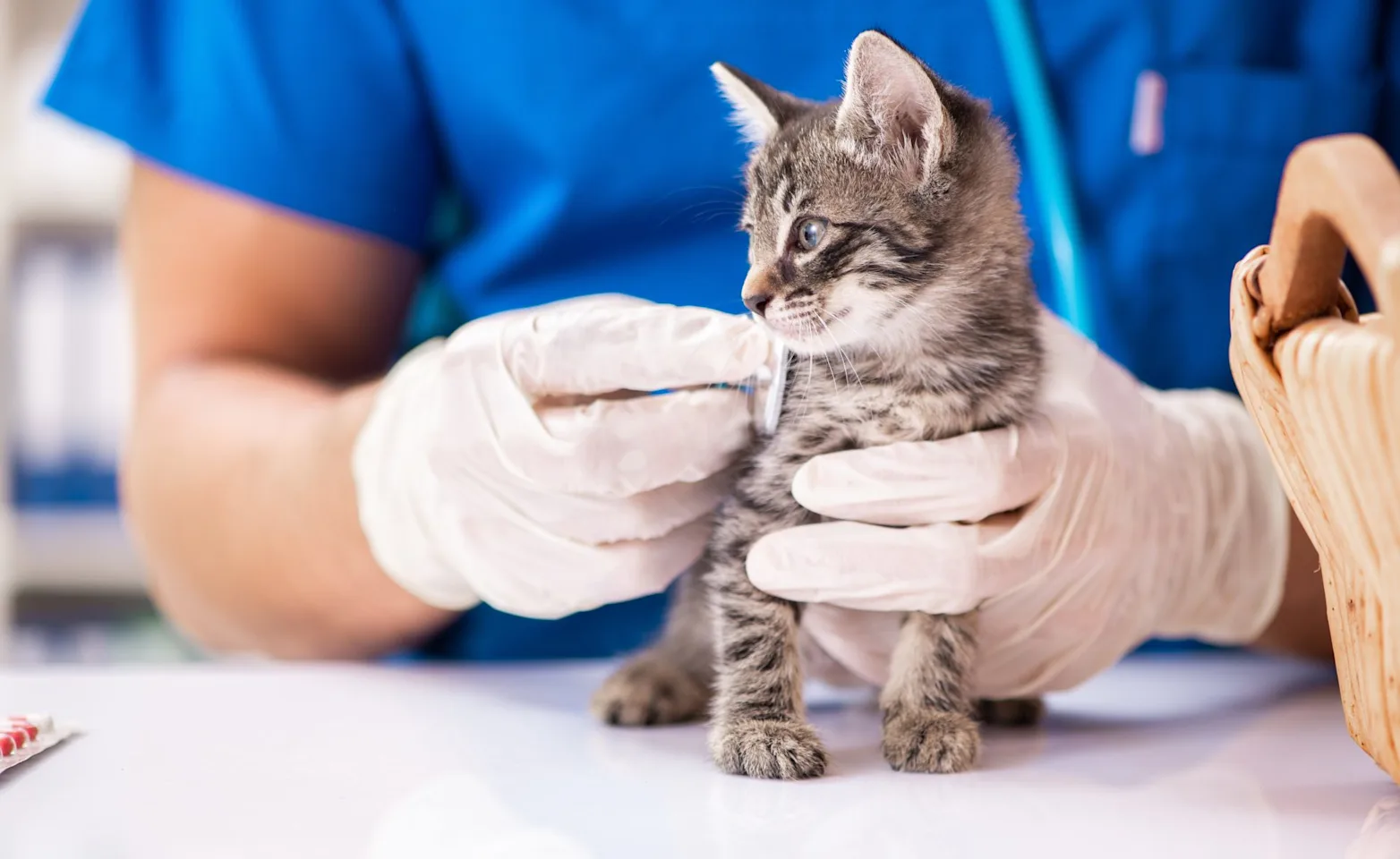 Veterinarian holding a stethoscope to a kitten's side. Veterinarian holding a stethoscope to a kitten's side.