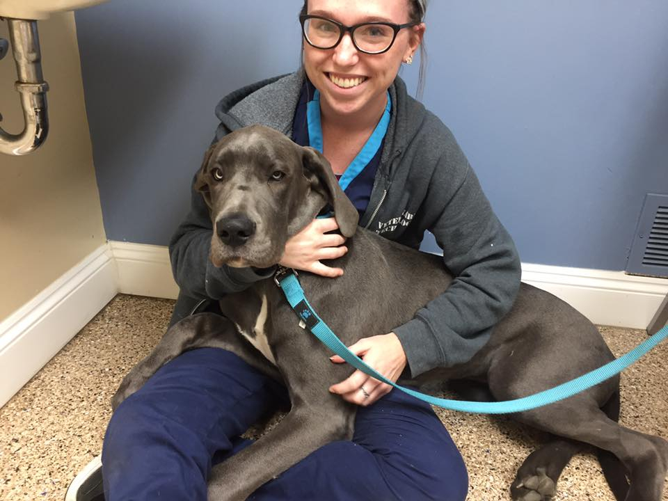  Dog laying on floor in hands of employee